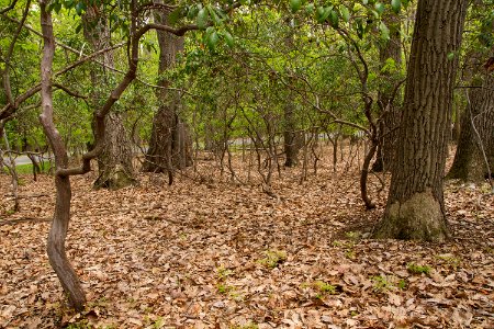 Chestnut Oak / Mountain Laurel Forest