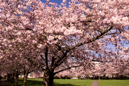 Cherry Blossoms, Salem Oregon photo