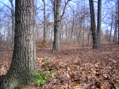 Mixed Oak / Heath Forest