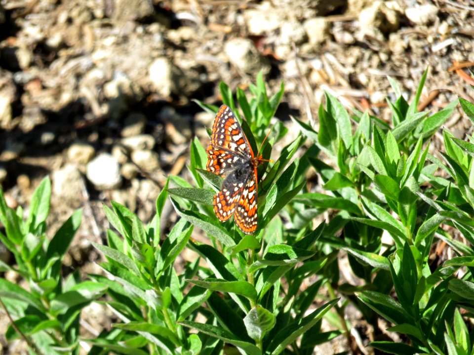 Butterfly at Mt. Rainier NP in Washington