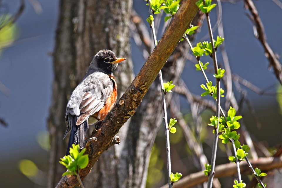 American robin perched on a tree branch