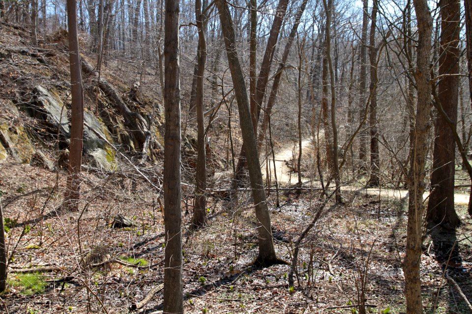 Red Maple Seepage Swamp
