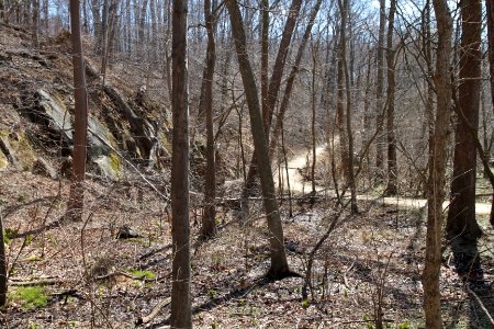 Red Maple Seepage Swamp