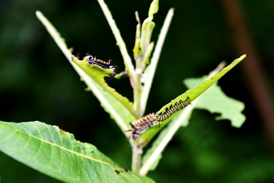 Monarch Caterpillar and Milkweed Tussock Caterpillars on Common Milkweed