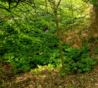 Groundwater-fed Red Maple Seepage Swamp