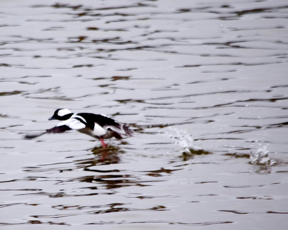 Bufflehead