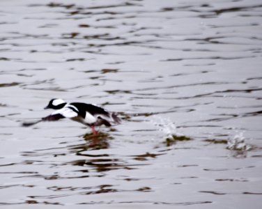 Bufflehead