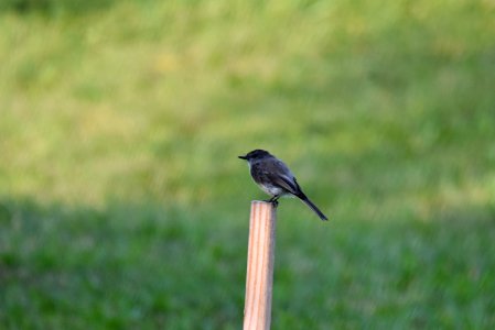 Eastern phoebe photo