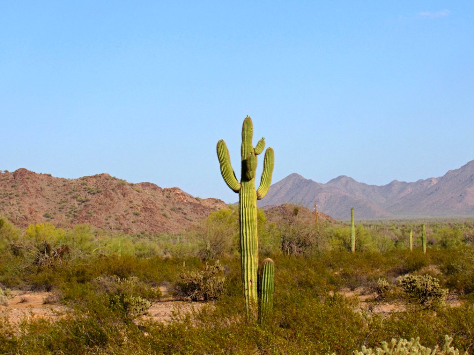 Sonoran Desert NM in AZ