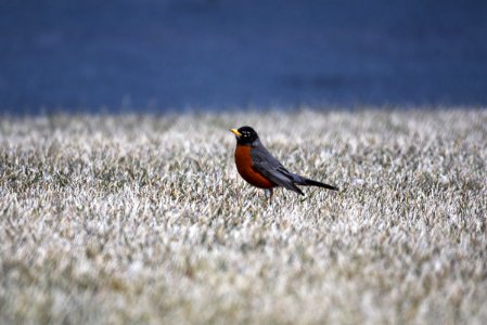 American robin