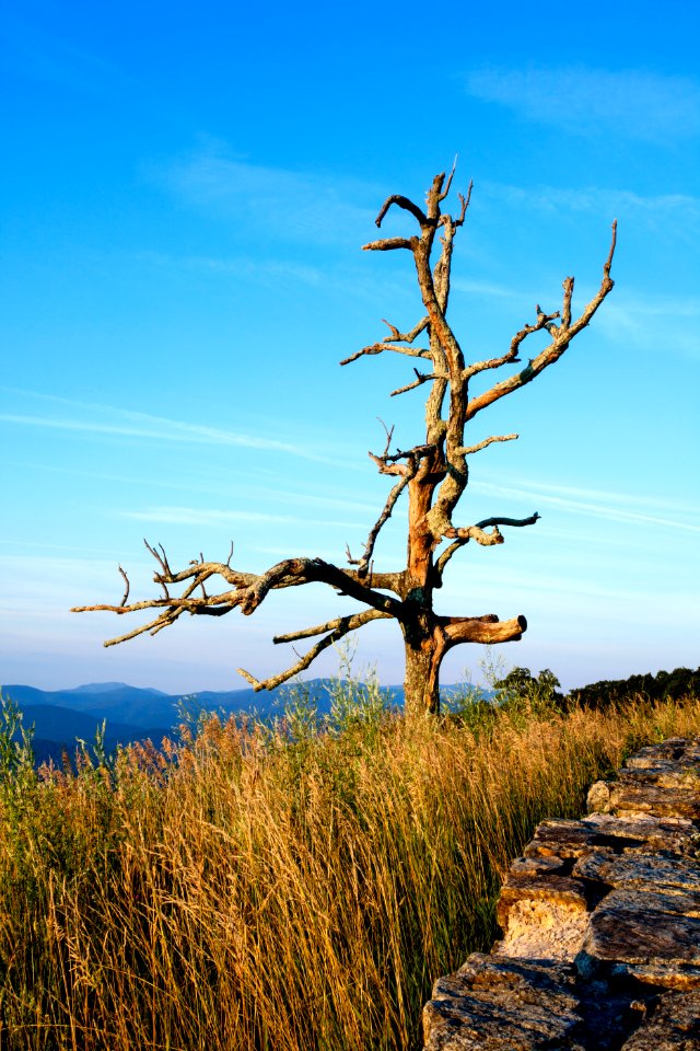 Snag at Little Devils Stairs Overlook