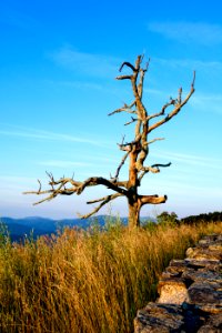 Snag at Little Devils Stairs Overlook photo