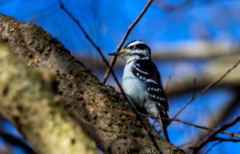 Hairy woodpecker photo