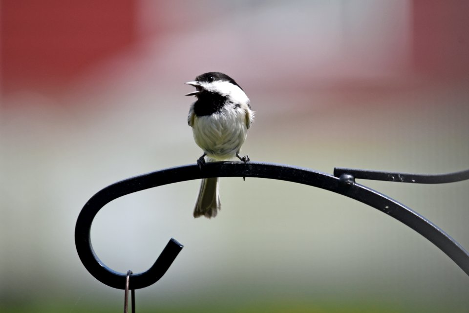 Black-capped chickadee