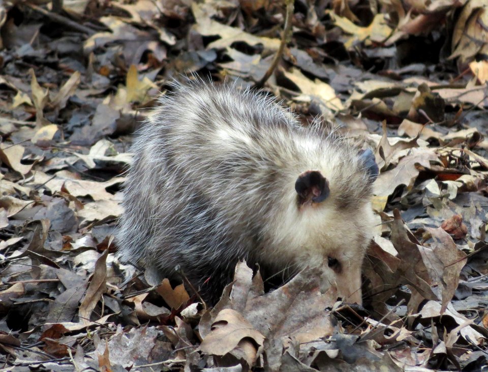 Opossum at Port Louisa National Wildlife Refuge