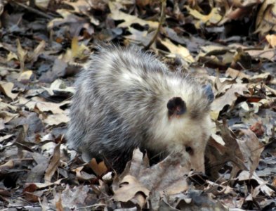 Opossum at Port Louisa National Wildlife Refuge