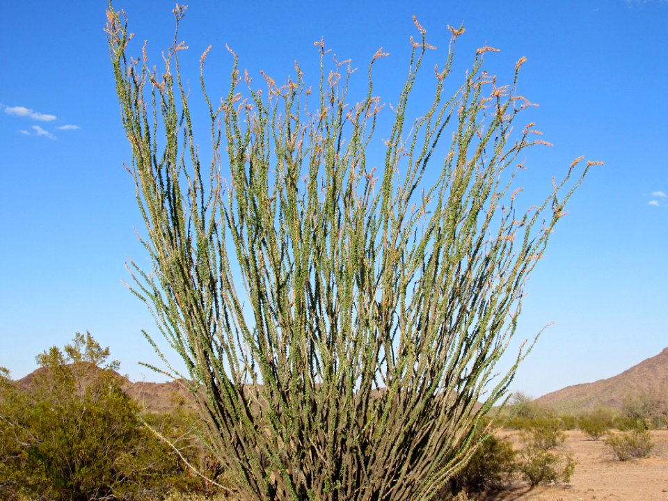 Sonoran Desert NM in AZ