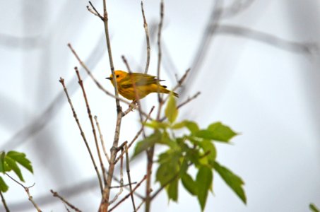 Yellow Warbler photo