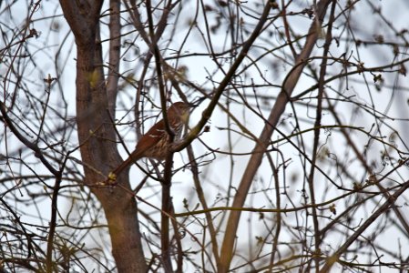 Brown thrasher perched in a tree