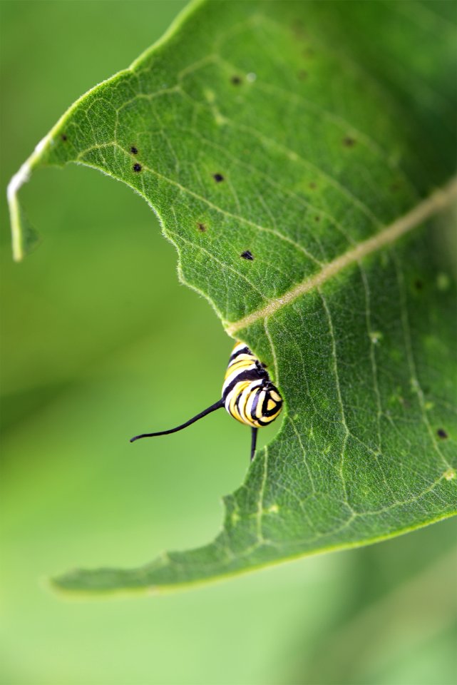 Monarch Caterpillar on Common Milkweed