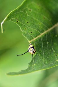 Monarch Caterpillar on Common Milkweed photo