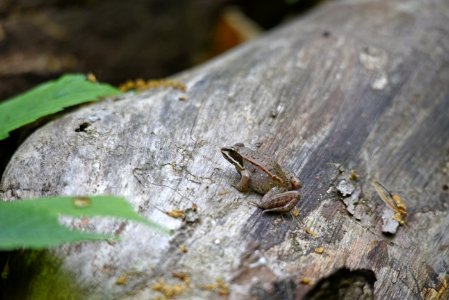 Wood frog photo