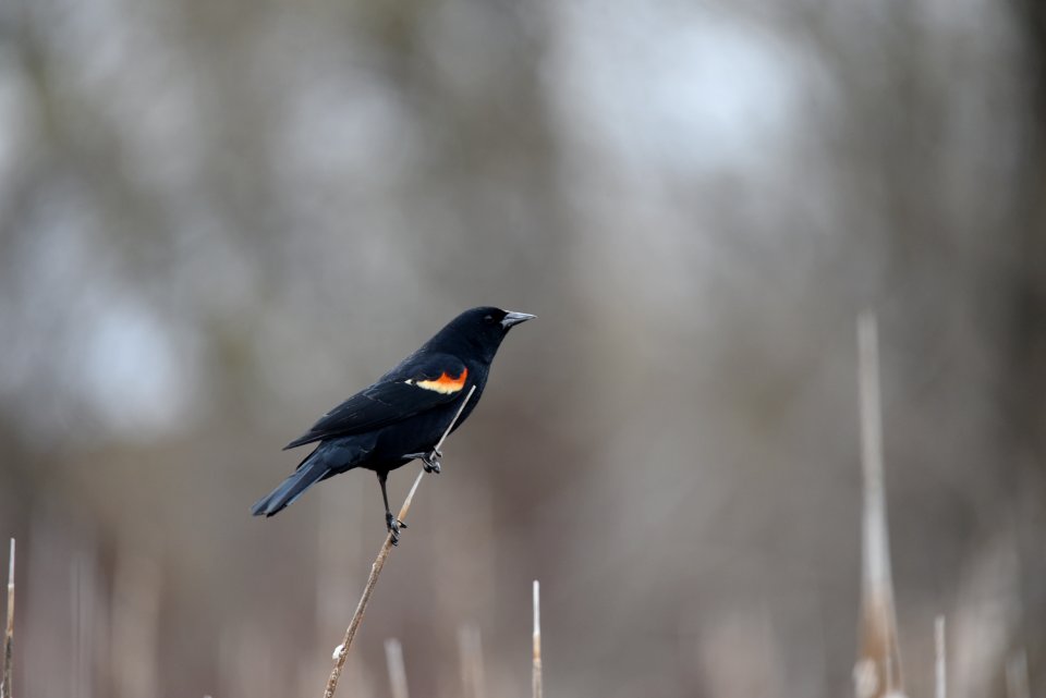 Red-winged blackbird