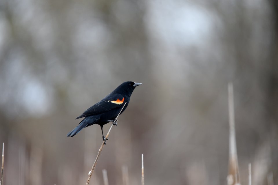 Red-winged blackbird photo