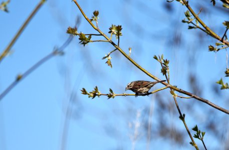 Song sparrow perched in a tree photo