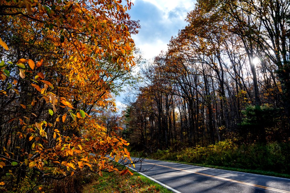 Late Fall Lit Up on the Drive