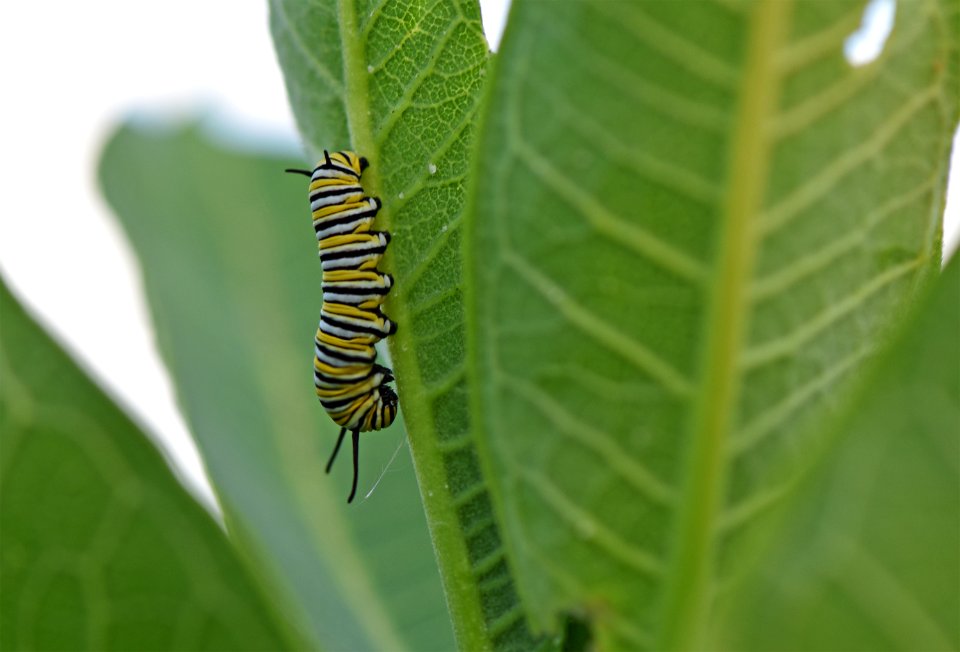 Monarch Caterpillar on Common Milkweed