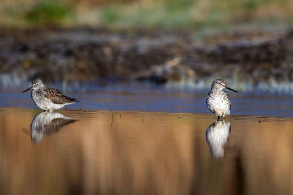 Greater yellowlegs
