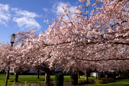 Cherry Blossoms, Salem Oregon photo