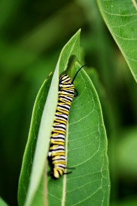 Monarch Caterpillar on Common Milkweed photo