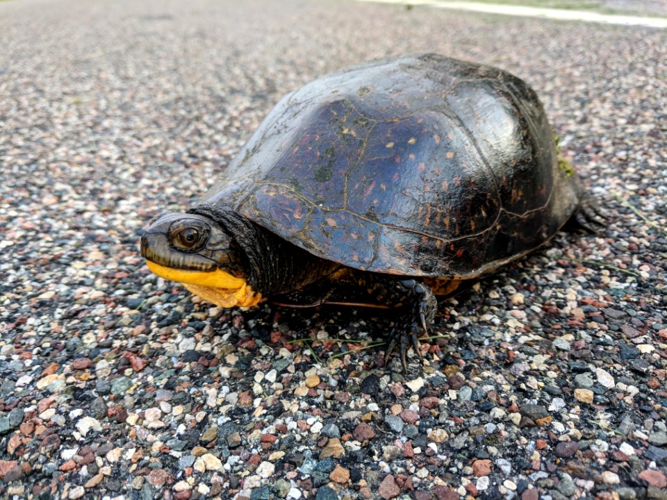 Blanding's Turtle Crossing