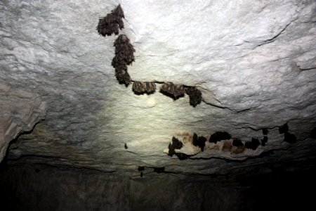 Clusters of endangered Indiana bats photo