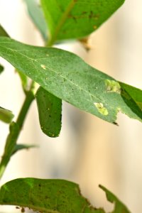 Monarch chrysalis on common milkweed (day 8) photo