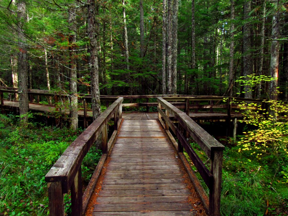Trail of Two Forests in WA