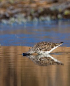 Greater yellowlegs foraging in the water photo