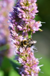 Bee on Hyssop photo