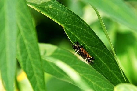 Milkweed Tussock Caterpillar on Swamp Milkweed photo