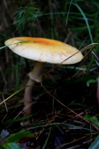 Fly agaric mushroom photo