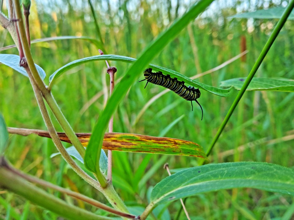 Monarch Caterpillar on Swamp Milkweed
