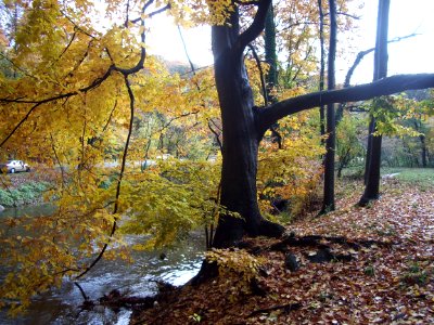 American beech photo