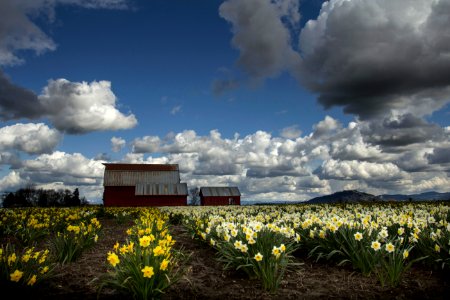 Daffodil barn near Corvallis, Oregon photo