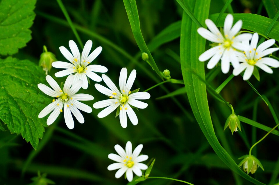Flowers plant split petals