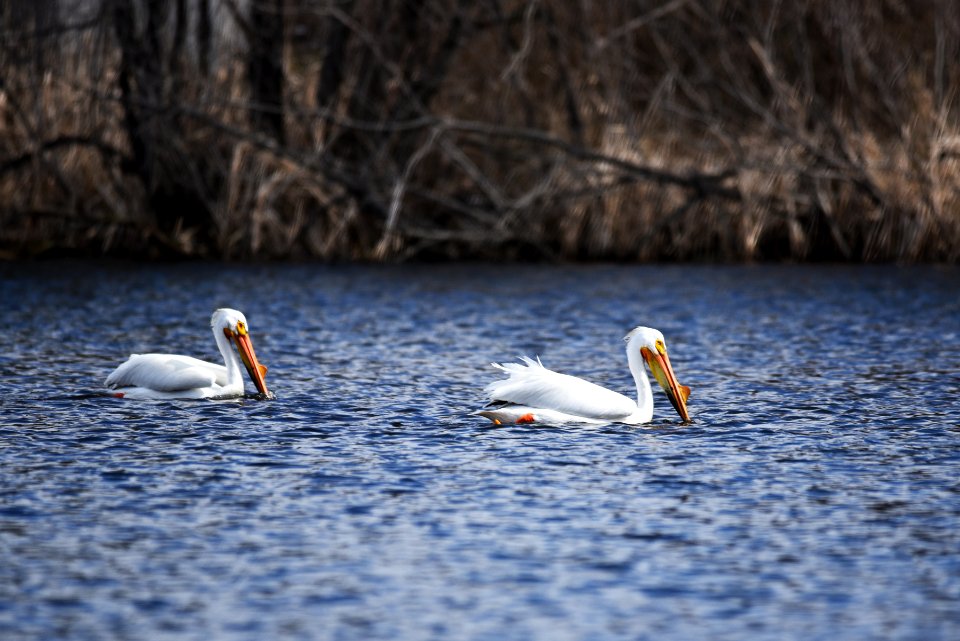 American white pelicans foraging photo