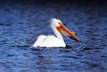 American white pelican on the water photo