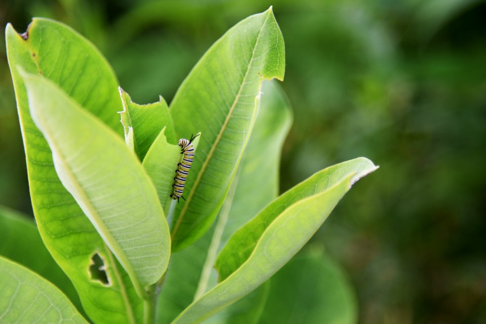 Monarch Caterpillar on Common Milkweed photo