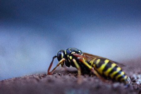 Insect macro animal